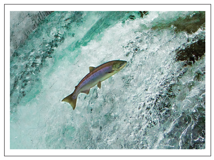 FishPic