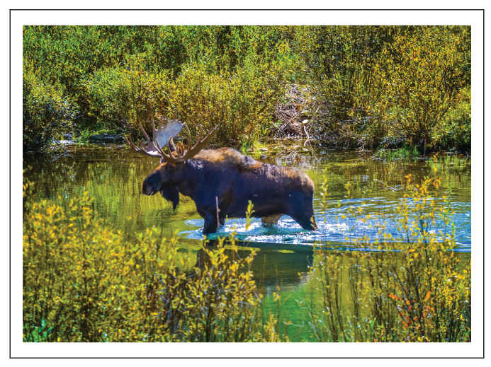 MoosePic